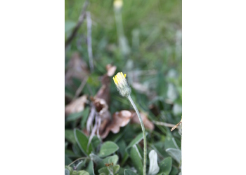 Kleines Habichtskraut (Hieracium pilosella) - © Philipp Sengl
